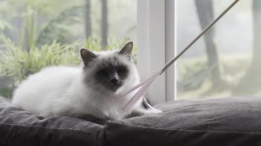 Şirin kedi oyun ve oyuncak onun pençeleri ile bir pencere yanında evde yakalamak