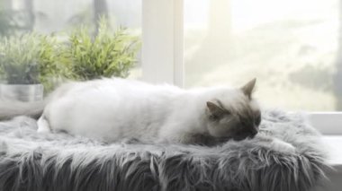 Güzel kedi damat ve yumuşak bir halı üzerinde bir pencere yanında yalan