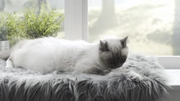 美丽的猫梳理和躺在一个柔软的地毯上的窗户旁边 — 图库视频影像