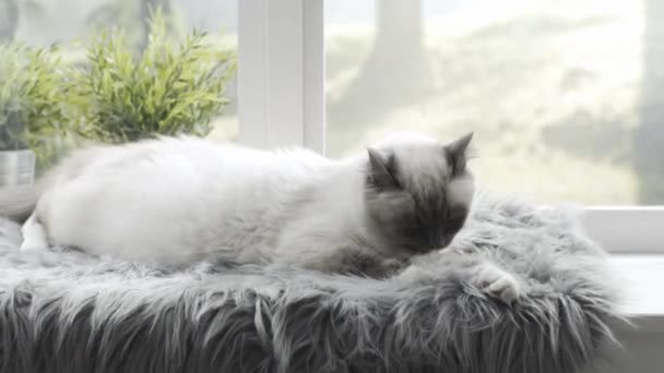 Schöne Katzenpflege Und Liegen Neben Einem Fenster Auf Einem Weichen — Stockvideo