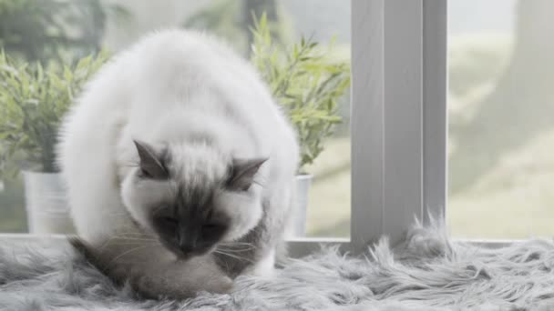 Hermoso Gato Aseo Acostado Junto Una Ventana Una Alfombra Suave — Vídeos de Stock