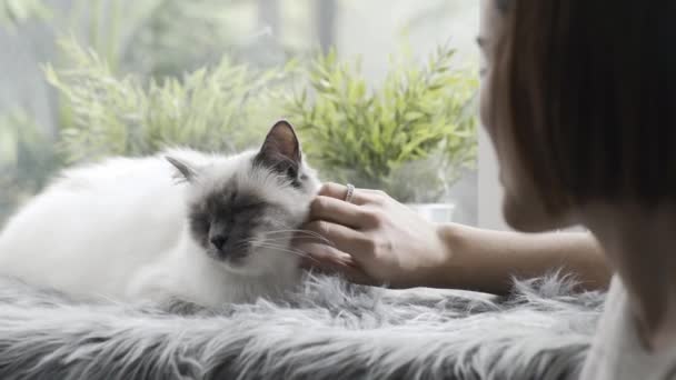 Mujer Acariciando Acariciando Precioso Gato Acostado Una Suave Alfombra Junto — Vídeos de Stock