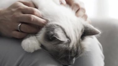 Kadın ona kucak, Evcil hayvan ve yaşam tarzı kavramı üzerinde güzel bir kedi sarılma