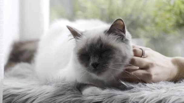 女性かわいがり 自宅の窓の横にある柔らかな絨毯の上に横たわる彼女の素敵な猫を抱きしめること — ストック動画