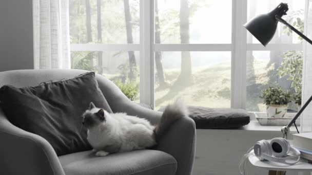 Hermoso Gato Birmano Sillón Casa Junto Una Ventana — Vídeo de stock