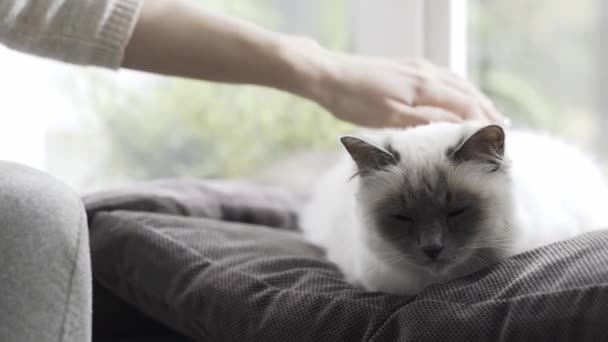 Γυναίκα Χάιδεμα Της Όμορφη Γάτα Στο Σπίτι Δίπλα Στο Παράθυρο — Αρχείο Βίντεο