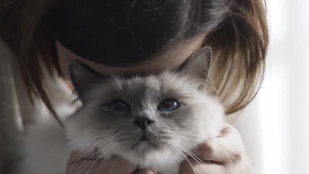 Mulher Segurando Acariciando Seu Belo Gato Olhos Azuis Suas Voltas — Vídeo de Stock