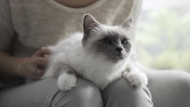 Vrouw Knuffelen Een Mooie Kat Haar Schoot Huisdieren Lifestyle Concept — Stockvideo