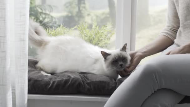 Γυναίκα Χάιδεμα Της Όμορφη Γάτα Στο Σπίτι Δίπλα Ένα Παράθυρο — Αρχείο Βίντεο