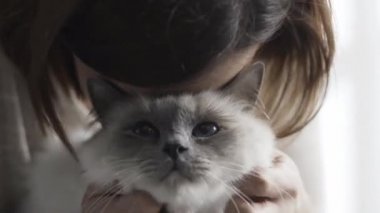 Holding ve onun tur üzerinde güzel mavi gözlü kedi sevişme kadın