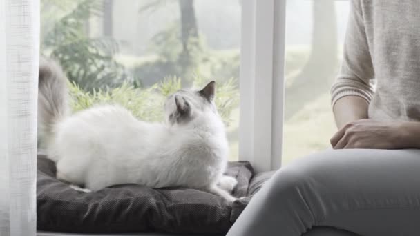 妇女抚摸她美丽的猫在家里旁边的窗口 宠物和生活方式的概念 — 图库视频影像