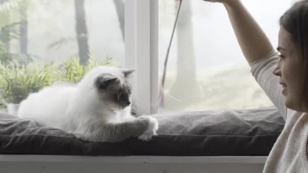 Gato Lindo Feliz Acostado Junto Una Ventana Jugando Con Dueño — Vídeos de Stock