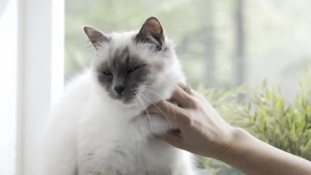 Mulher Acariciando Seu Belo Gato Macio Sentado Peitoril Janela Casa — Vídeo de Stock