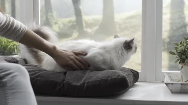 Mujer Acariciando Hermoso Gato Casa Junto Ventana Ella Está Acostada — Vídeos de Stock