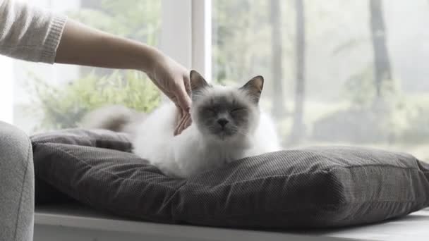 Žena Hladila Její Krásná Kočka Doma Vedle Okna Ona Leží — Stock video
