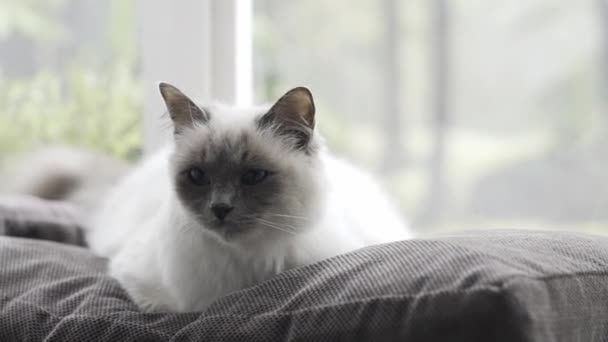 自宅のウィンドウの横にソフトなクッションの上に横たわる幸せな美しい猫 — ストック動画