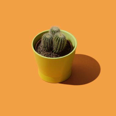 Seramik tencerede kaktüs bitkisi