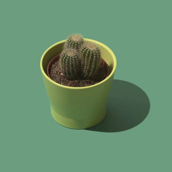 Plante de cactus dans un pot en céramique — Photo