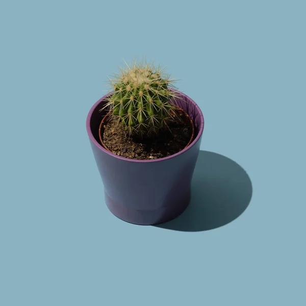 Plante de cactus dans un pot en céramique — Photo
