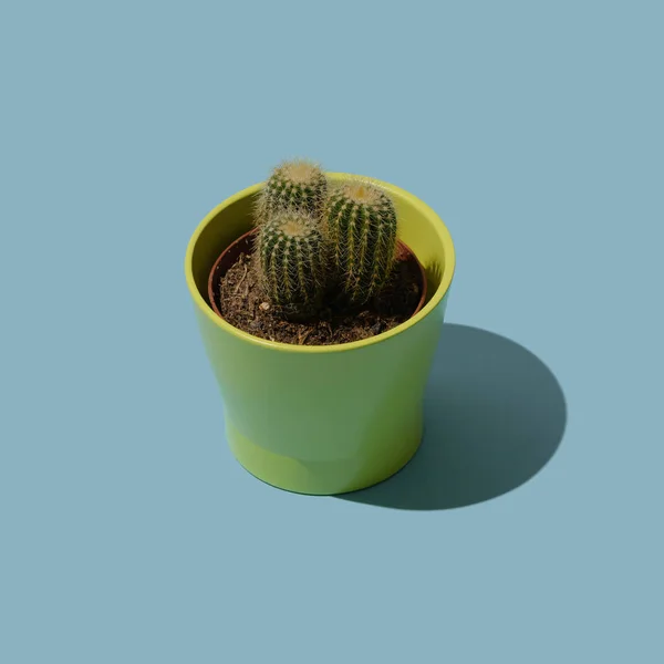 Рослина кактус в керамічному горщику — стокове фото