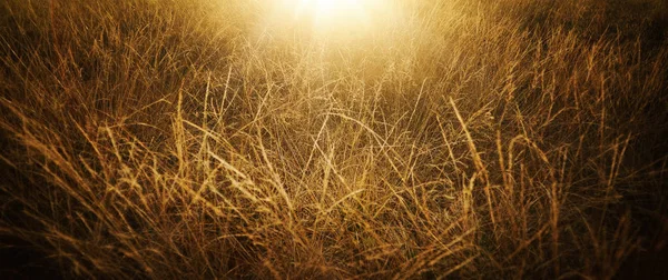 Goldenes Gras auf den Feldern an einem sonnigen Sommertag — Stockfoto