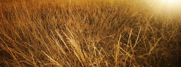 Goldenes Gras auf den Feldern an einem sonnigen Sommertag — Stockfoto