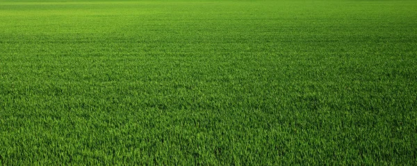 Weelderig groen gras weide achtergrond — Stockfoto