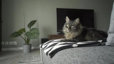 Sevimli uzun saçlı kedi kanepede yalan ve sallayarak