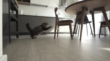 Sevimli çevik kedi bir sandalyede atlama ve koklama