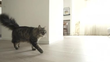 Sevimli kedi evde yürüyüş