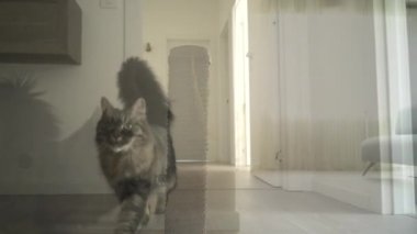 Modern bir dairede Sevimli uzun saçlı kedi