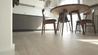 Sağlıklı çevik kedi yeme ve evde yatarken