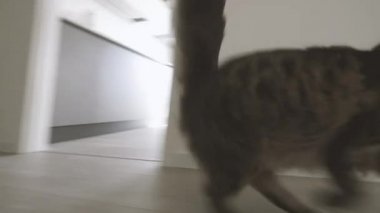 Sevimli uzun saçlı kedi evde yürüyüş ve tırnak tırmalama
