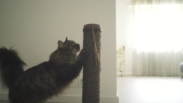 Sevimli uzun saçlı kedi tırnakları tırmalama ve oyun — Stok video