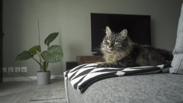 Милая длинноволосая кошка лежала на диване и виляла — стоковое видео