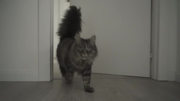 Χαριτωμένη γάτα με τα πόδια στο σπίτι και τρώγοντας τροφές κατοικίδιων ζώων — Αρχείο Βίντεο