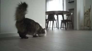 Evde güzel uzun saçlı kedi video montaj
