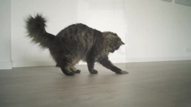 Çağdaş bir dairede güzel kedi yaşam tarzı