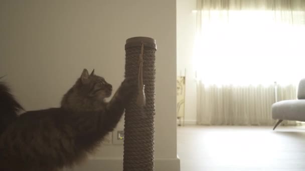 現代的なデザインのアパートでかわいいロングヘア猫 — ストック動画