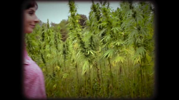Mulher verificando plantas de cânhamo no campo — Vídeo de Stock