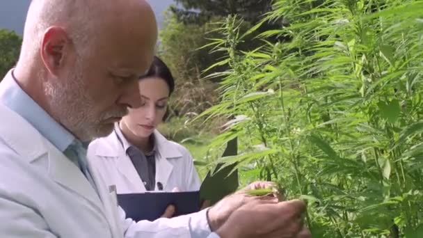 Professionella forskare som analyserar hampa växter i ett fält — Stockvideo