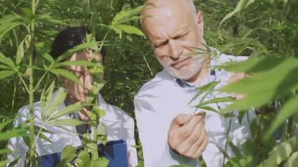 Pesquisadores profissionais analisando plantas de cânhamo em um campo — Vídeo de Stock