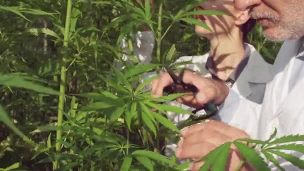 Pesquisadores profissionais coletando amostras de cânhamo em um campo — Vídeo de Stock