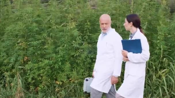 緑豊かな大麻畑を歩き、話す研究者 — ストック動画