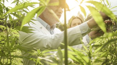 Researchers checking hemp plants in the field clipart