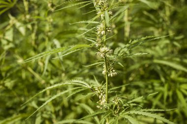 Yaz aylarında endüstriyel kenevir Yemyeşil alanlar