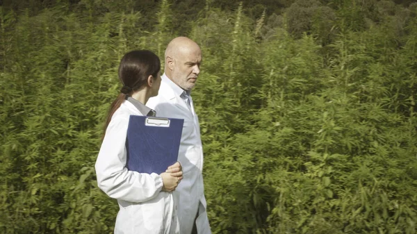 科学者は大麻の畑を歩き、議論する — ストック写真
