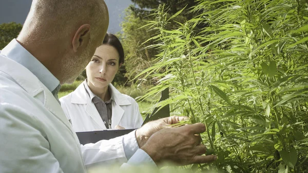 Researchers checking hemp plants in the field — Stock Photo, Image