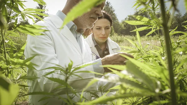 Researchers checking hemp plants in the field — Stock Photo, Image