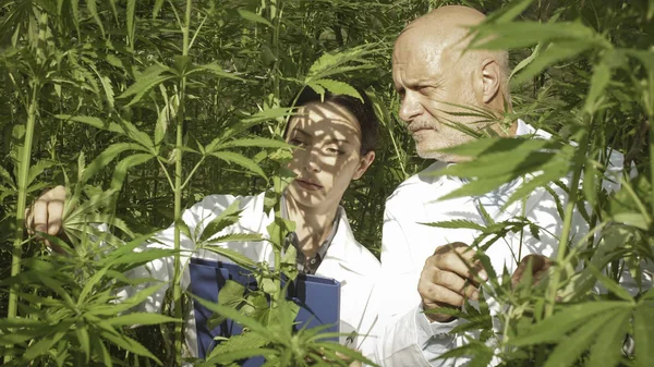 Deskundige onderzoekers die hennepplanten in een veld controleren — Stockfoto